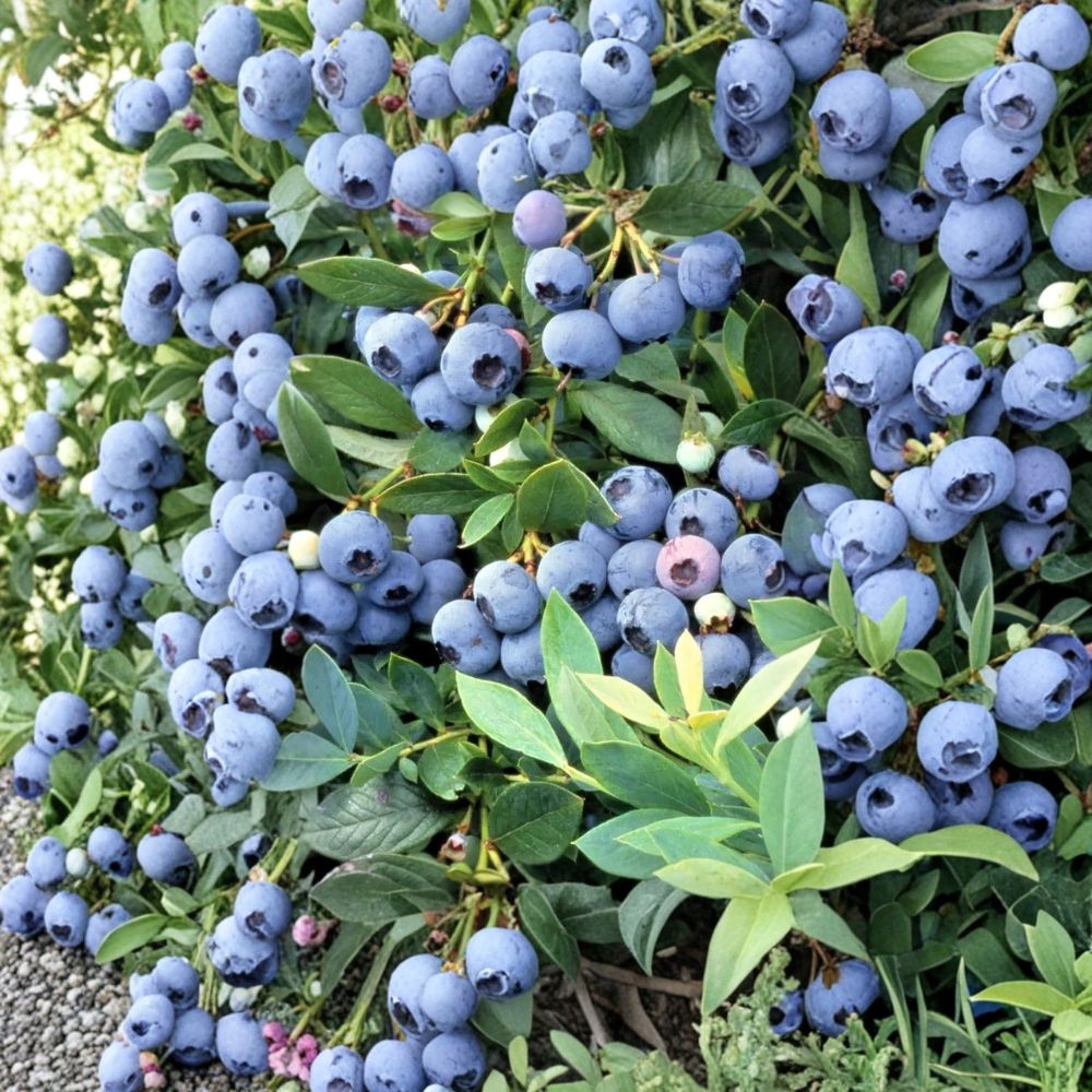 2 Sunshine Blue Blueberry Plants – Vaccinium ‘Sunshine Blue’ Live Starter | 4–8 Inches Tall | Compact Berry Bush for Garden or Containers