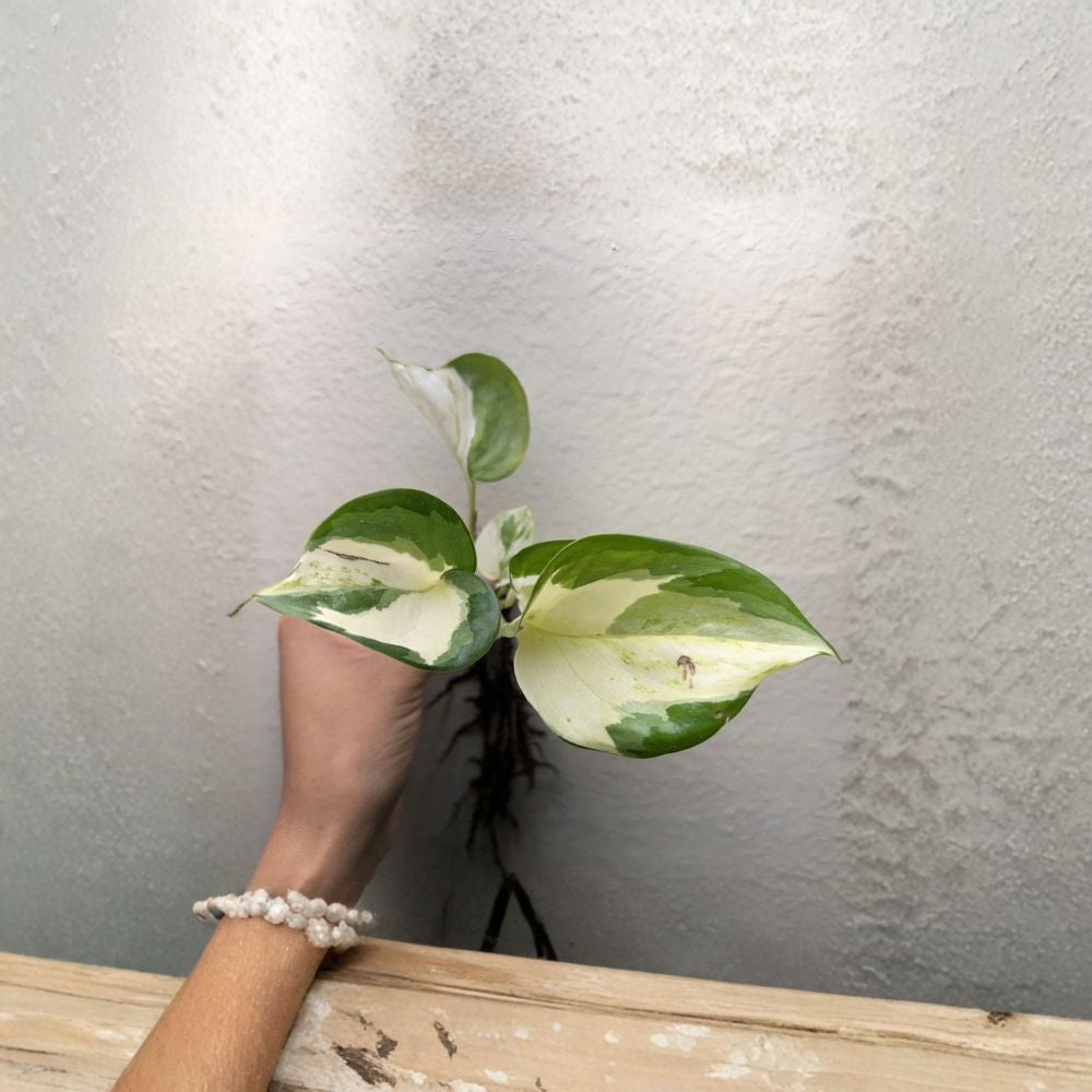 Manjula Pothos Live Plant – Rooted Variegated Starter | Epipremnum aureum ‘Manjula’ | Rare Indoor Houseplant | Easy Care