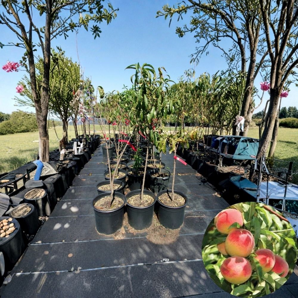 Big Red Peach Tree – Prunus persica Live Fruit Tree | 4–6 Ft Tall | Sweet Juicy Freestone Peaches | Backyard Orchard Tree | Ready to Plant