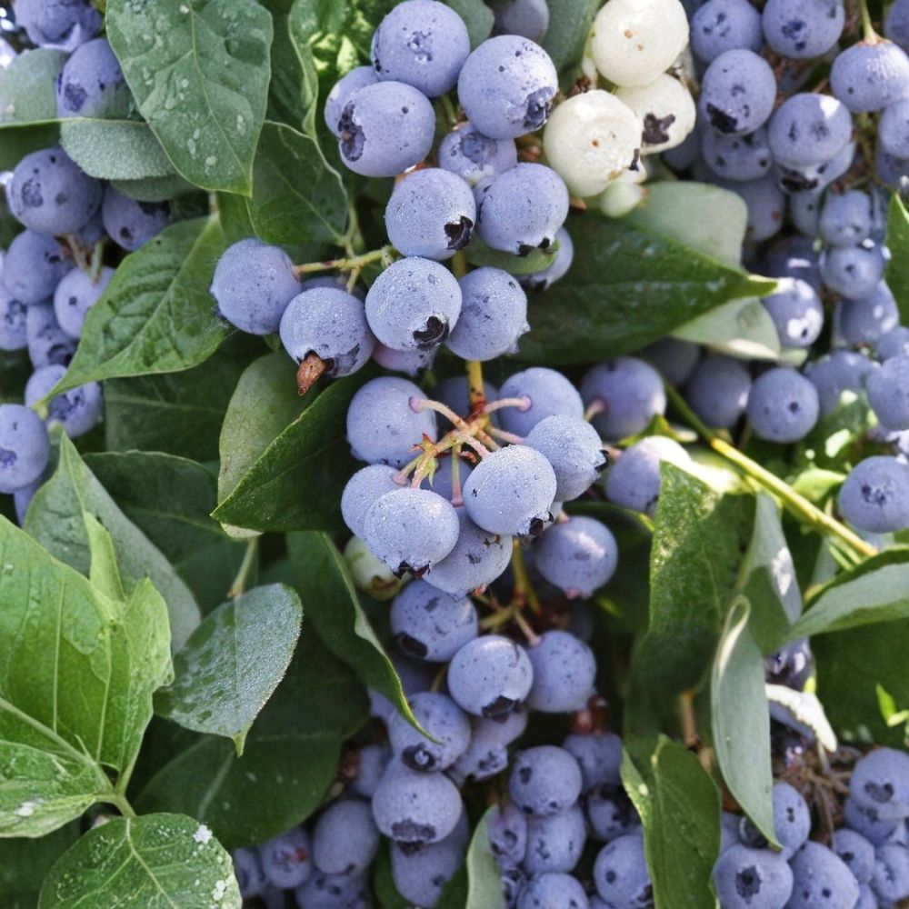 Sharpblue Blueberry Plant – Vaccinium corymbosum Starter Plug | 3–6 Inches Tall | Bare Root Southern Highbush Blueberry Bush