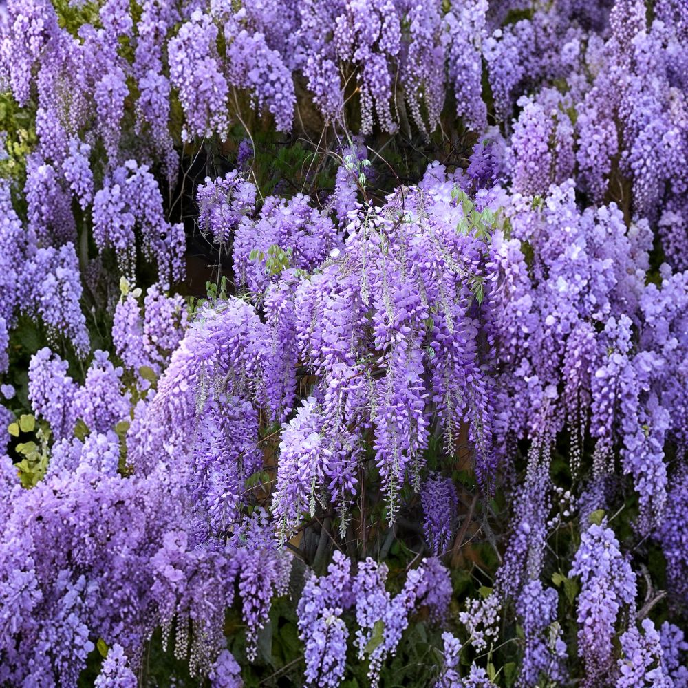 Wisteria Live Plants – 2 Rooted Vines 6–12 Inch | No Pot Dormant Plants | Fast Growing Climbing Flower Vine | Hardy Garden Plant