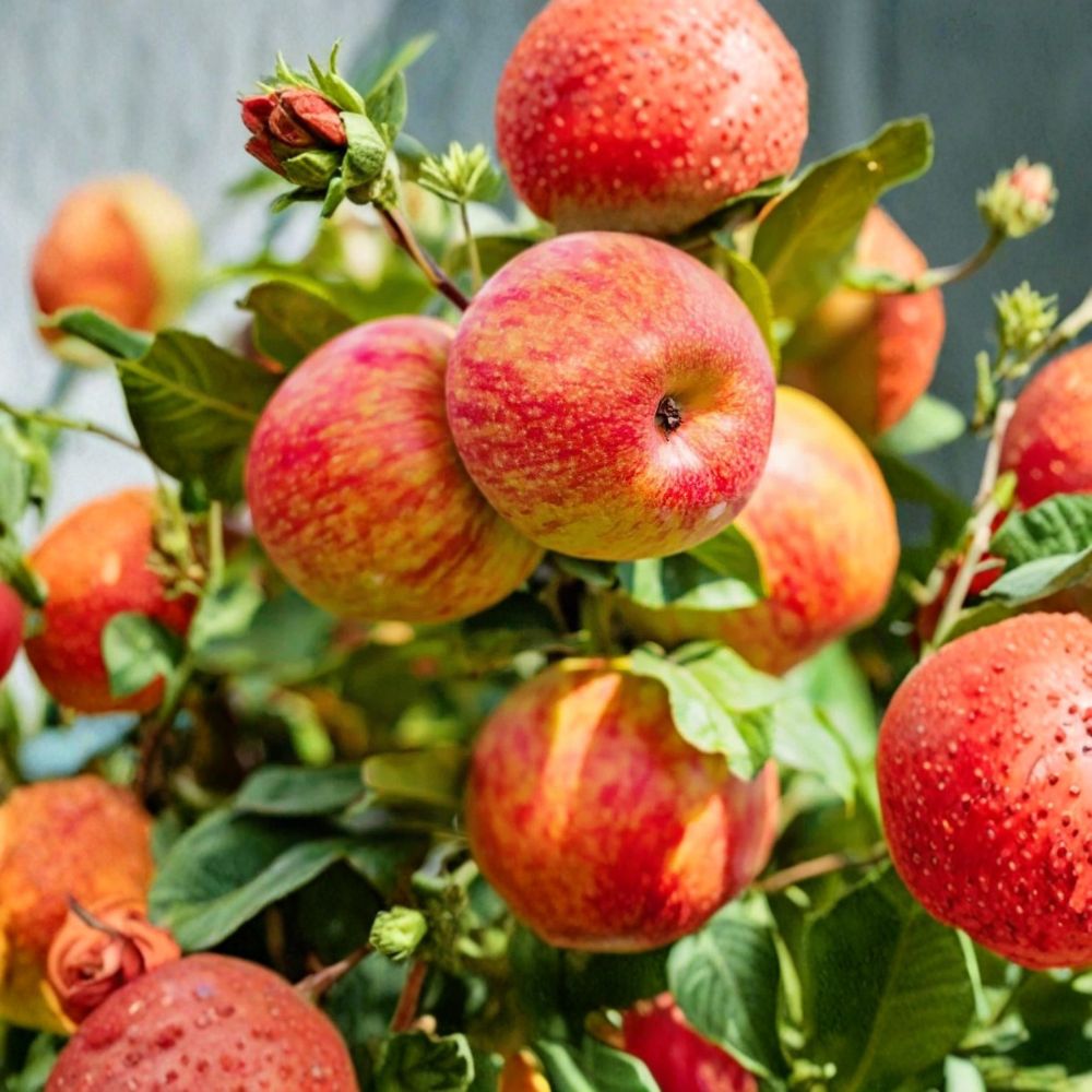 Honeycrisp Apple Tree – Live Fruit Plant | 2–3 Ft Tall | Sweet Crisp Apples | Backyard Orchard Tree