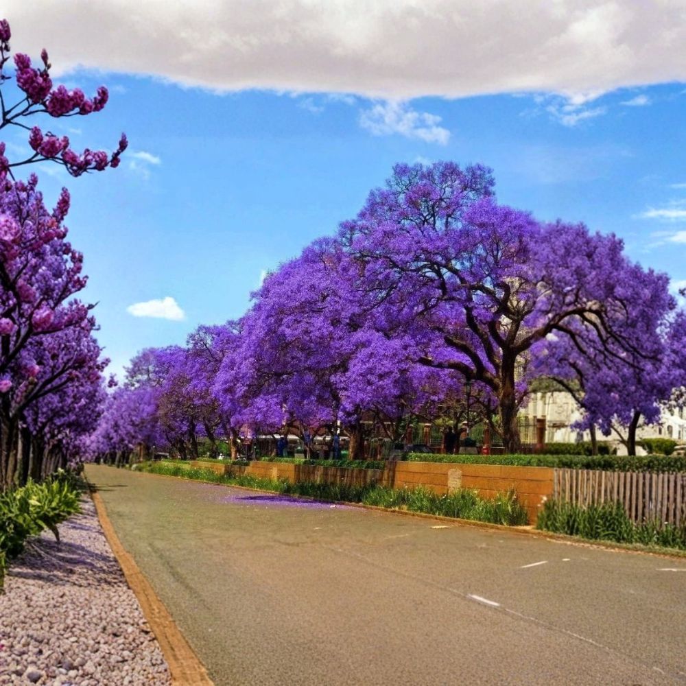 Blue Jacaranda Live Tree – 8–10 Inch Jacaranda mimosifolia | 1 Year Old Plant | Fast Growing Flowering Tree | Tropical Landscape