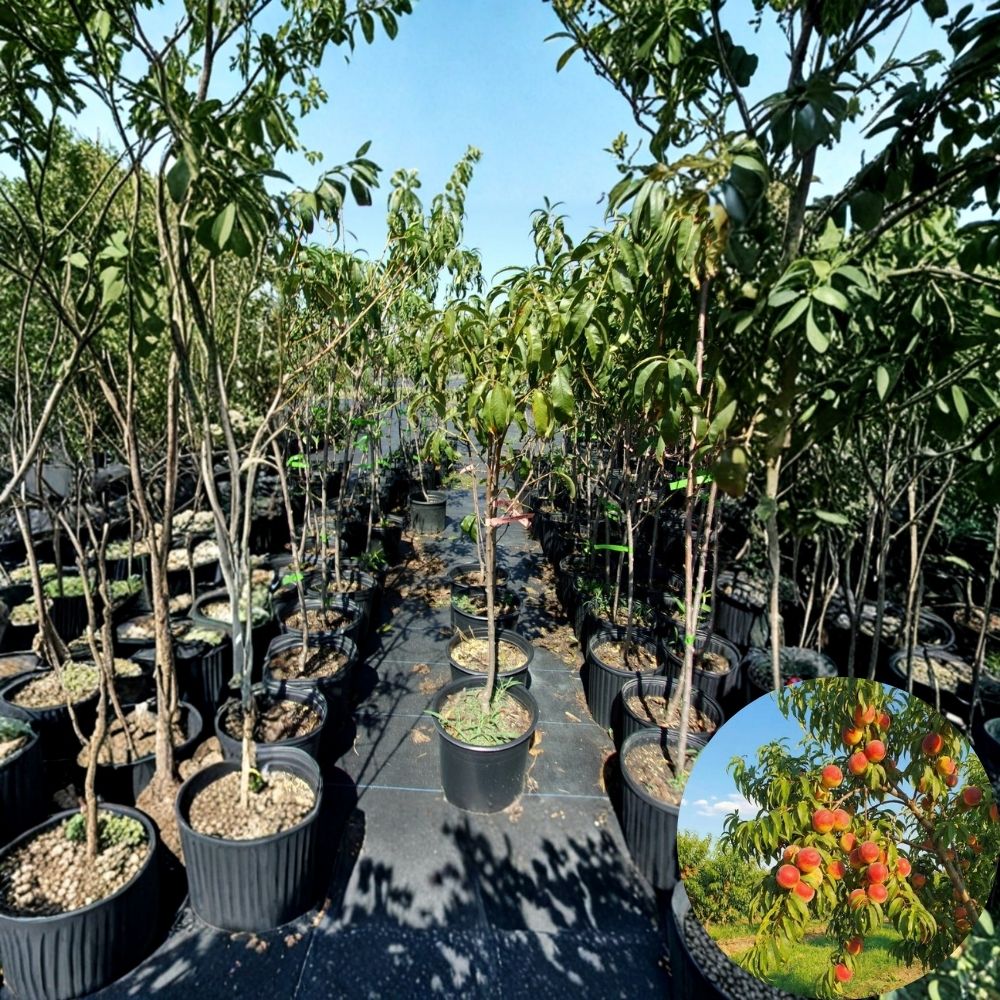 August Lady Peach Tree – Prunus persica Live Fruit Tree | 4–6 Ft Tall | Late Season Sweet Freestone Peach | Backyard Orchard Tree | Ready to Plant