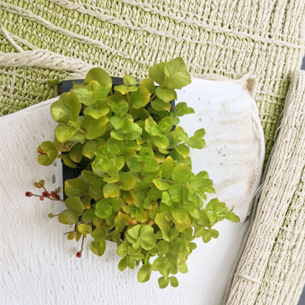 Creeping Jenny Live Plants – 6 Rooted Plugs | Lysimachia nummularia Groundcover | Trailing Garden Plant | Fast Spreading