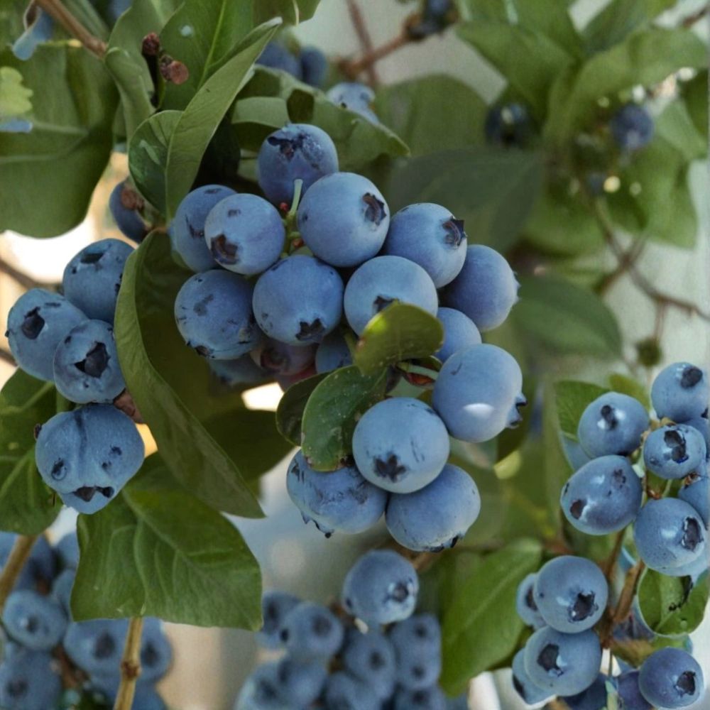 Jewel Blueberry Plant – Vaccinium corymbosum Live Starter | 4–6 Inches Tall | Southern Highbush Blueberry Bush | Sweet Fruit Plant