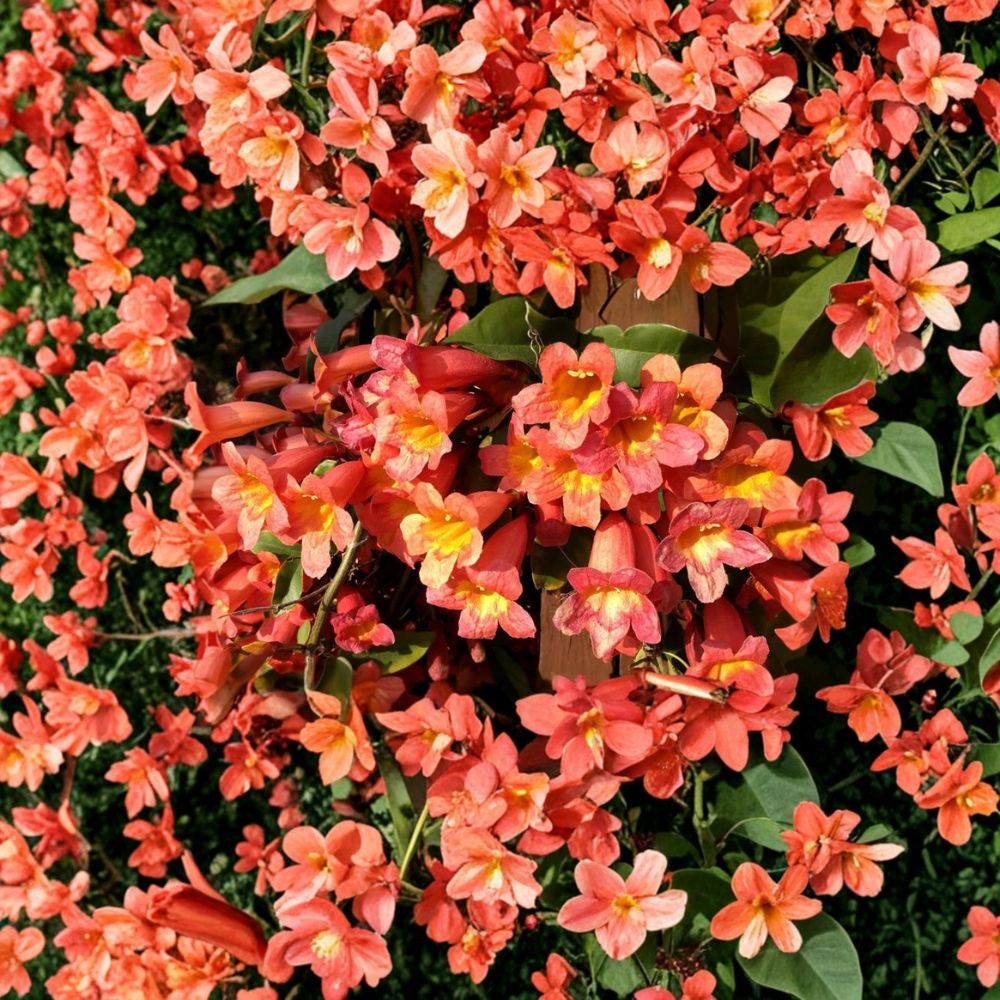 Bignonia ‘Tangerine Beauty’ Crossvine – Live Rooted Starter Plant | Ships in Pot | Hummingbird & Butterfly Attractor | Fast Growing Flowering Vine | Easy to Grow