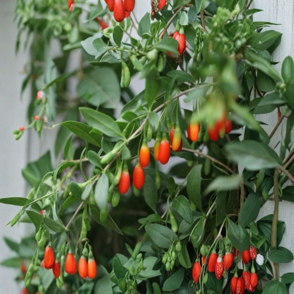 Goji Berry Plant Live in Pot – Lycium Barbarum Hardy Superfruit Shrub ...