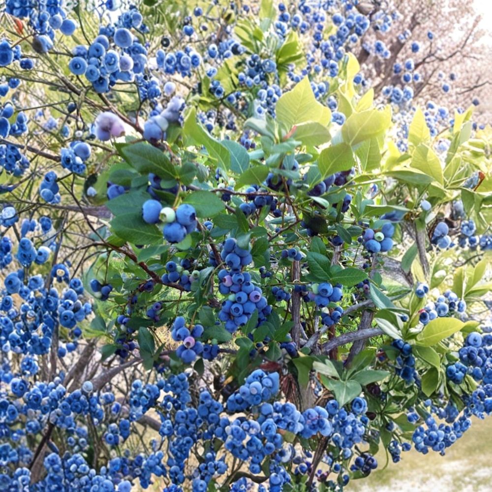 5 Rebel Blueberry Plants – Vaccinium corymbosum Starter Plugs | 3–6 Inches Tall | Bare Root Southern Highbush Berry Bush