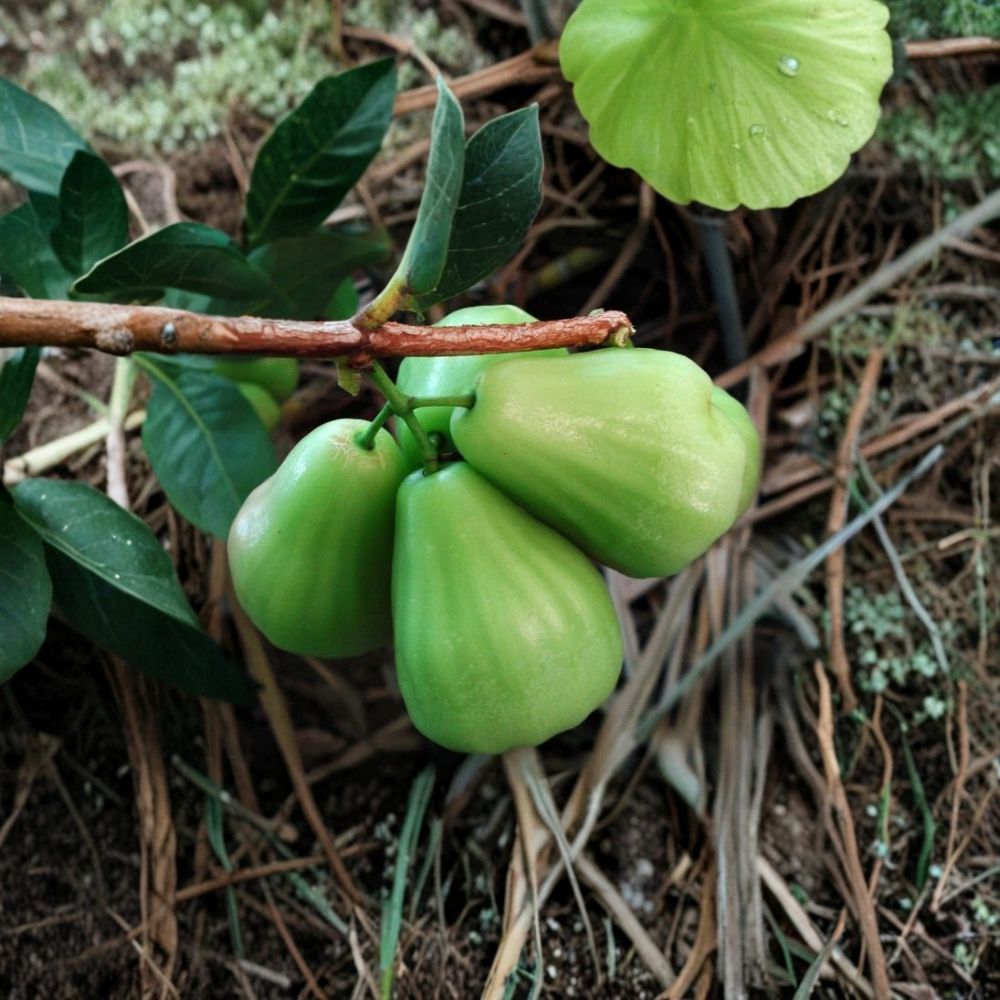 Wax Apple Tree – Green Diamond Variety | Live Tropical Fruit Plant | 3 Ft Tall Air-Layered Tree | Crisp Juicy Fruit