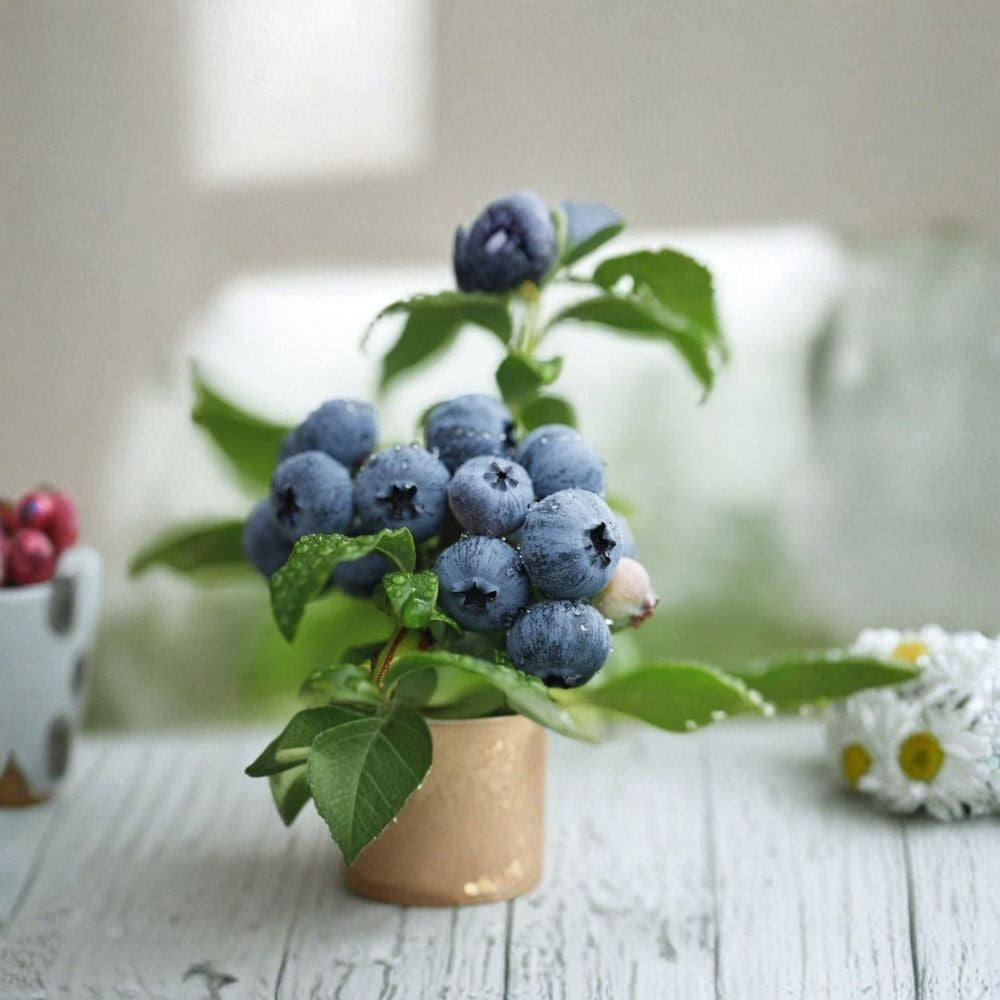 Misty Blueberry Plant – Southern Highbush Live Berry Bush | Healthy Rooted Plant | Early High Yield Fruit | Zones 5–9 Garden Plant