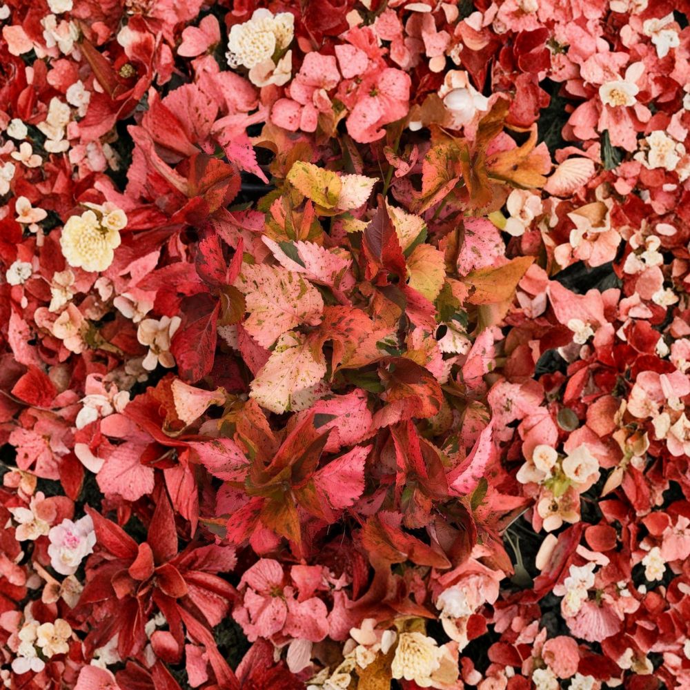 Acalypha ‘Peach Swirl’ – Live Starter Plug Plant | Peach Pink Bronze Swirled Foliage | Tropical Copperleaf Shrub | Patio & Landscape Accent | Easy to Grow