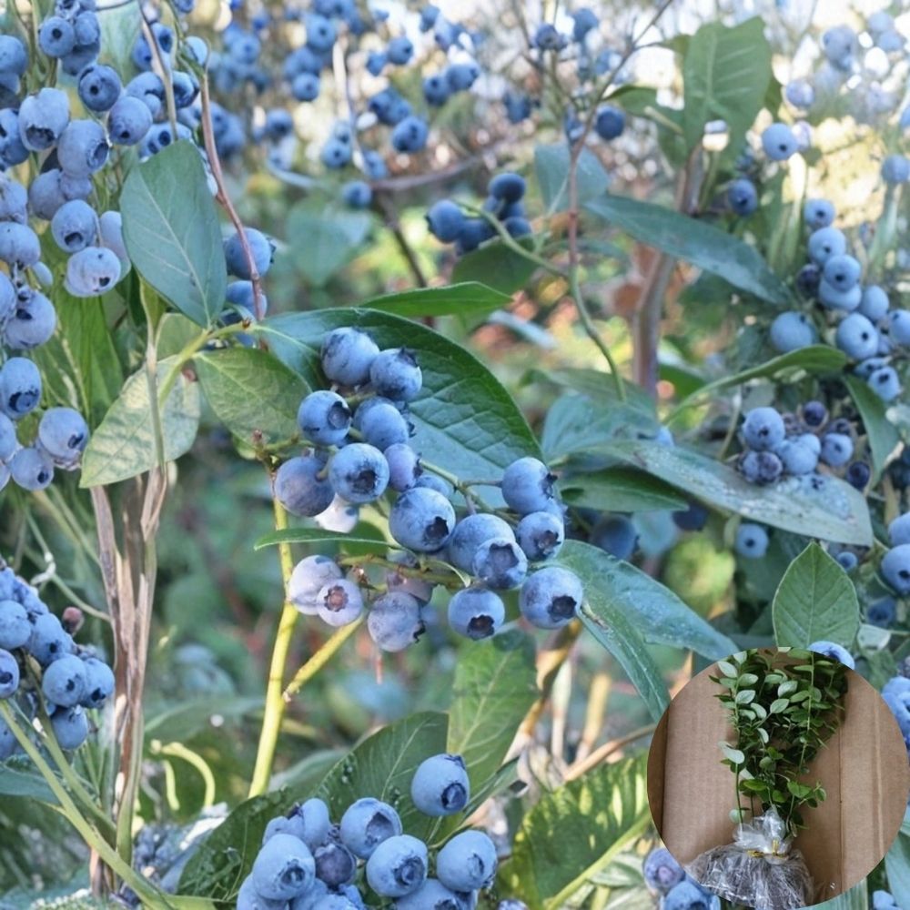 4 Sunshine Blue Blueberry Plants – Vaccinium ‘Sunshine Blue’ Live Starter | 4–8 Inches Tall | Compact Berry Bush for Garden or Containers