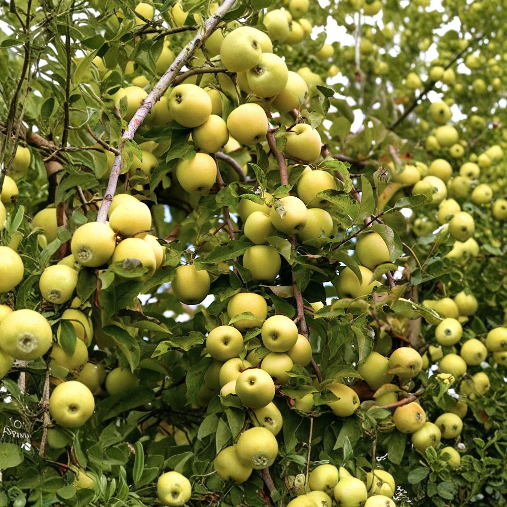 Golden Delicious Apple Tree – Malus domestica Live Plant | 3 Ft Dwarf Bare Root | Sweet Golden Apple Fruit Tree