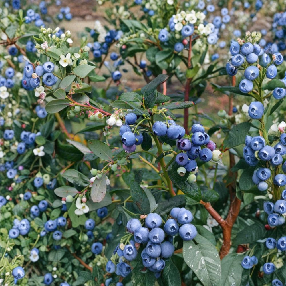 Emerald Blueberry Plants – Vaccinium corymbosum Live Set of 2 | 4–6 Inches Tall | Rooted Plants (No Pot) | Early Sweet Berry Bush