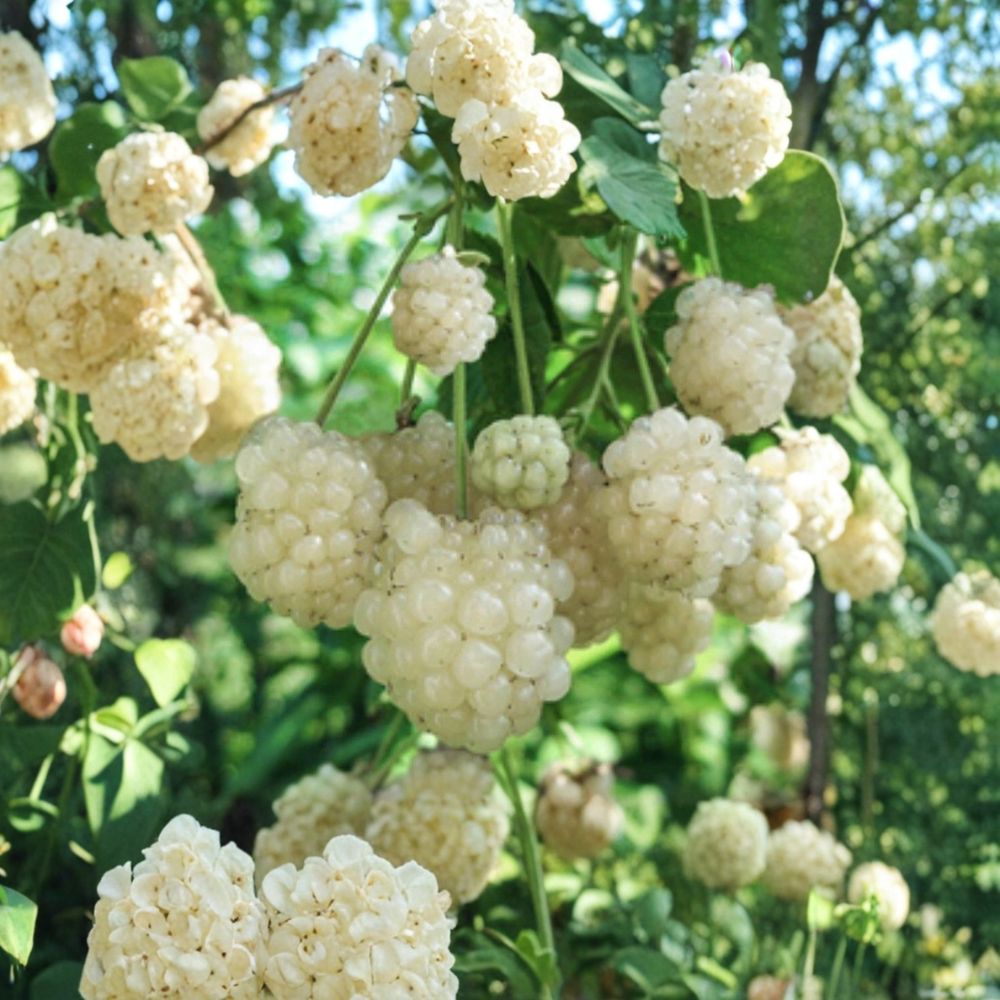 Snowbank White Blackberry Plants – Rubus ‘Snowbank’ Live Plants | Set of 2 | Rare White Berry Variety | Sweet Fruit | Includes Temporary Pots