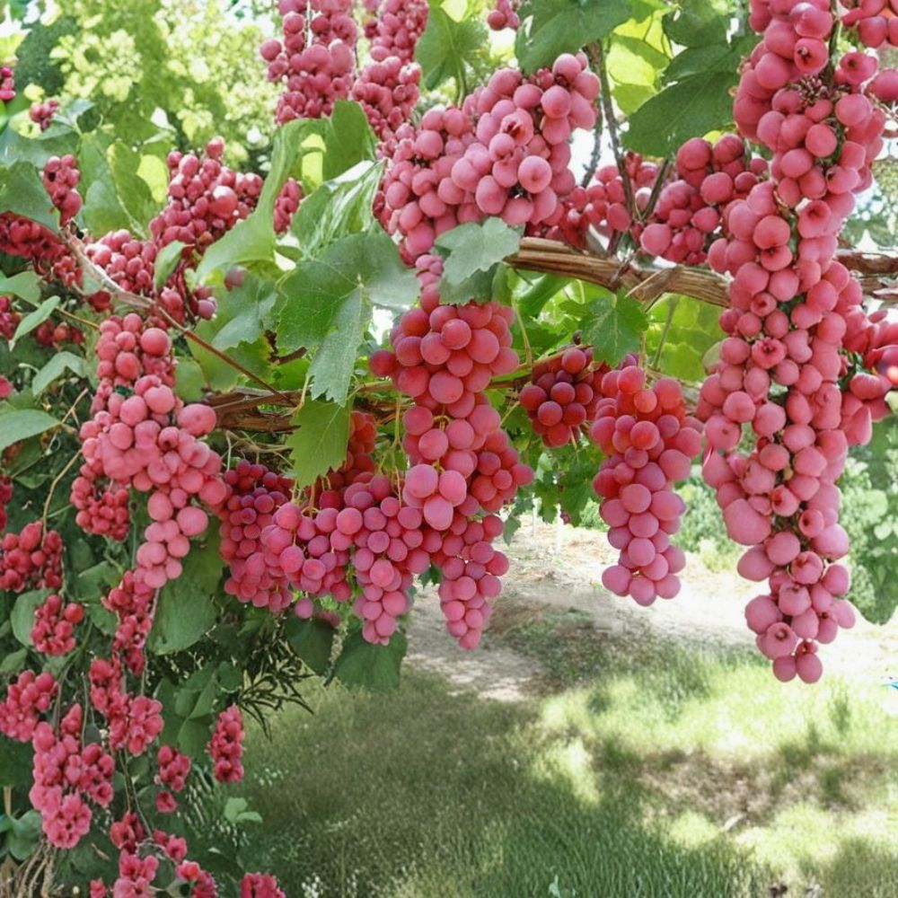 Hardy Pink Grape Cuttings – 10 Cold Climate Vitis Vine Cuttings | GMO-Free | 2–3 Node Cuttings | Easy to Grow