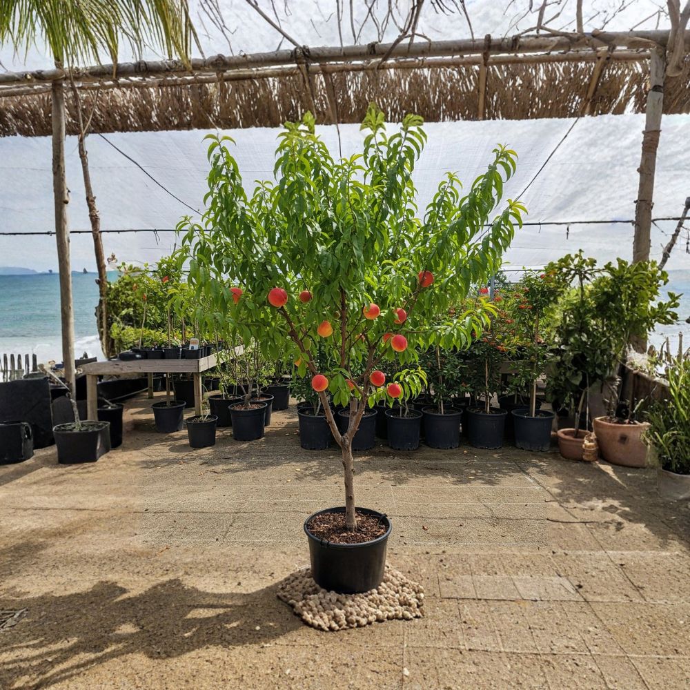 Red Haven Peach Tree – Prunus persica Live Potted Plant | 5–6 Ft Tall Fruit Tree | Sweet Freestone Peach Variety | Backyard Orchard Tree | Ready to Plant