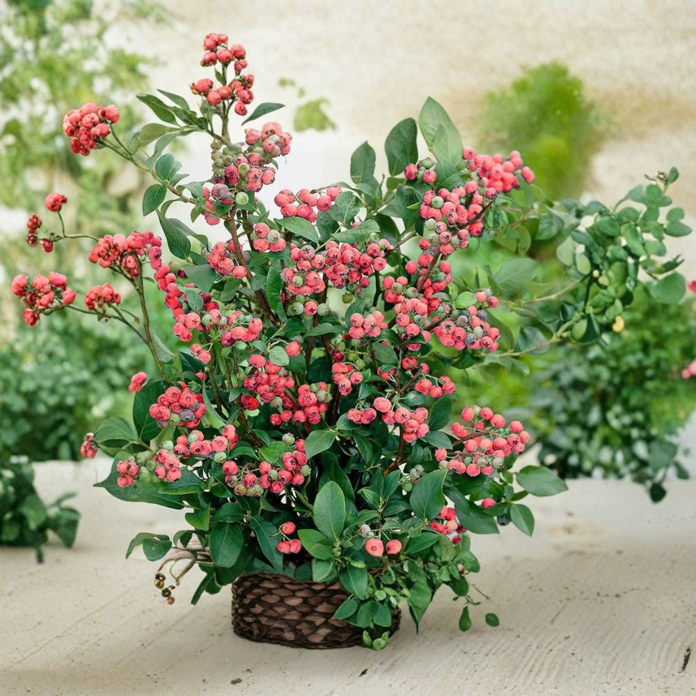 Pink Lemonade Blueberry Plant – Vaccinium ‘Pink Lemonade’ Live Rooted Starter | 4–6 Inches Tall | Sweet Pink Berries | Ornamental Edible Shrub