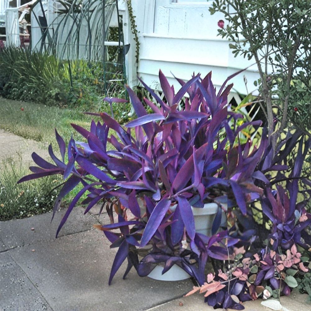 Wandering Jew Purple Plant – 8 Fresh Cuttings | Tradescantia Pallida | Easy Indoor Outdoor Plant | Fast Growing Trailing Vine | Beginner Friendly