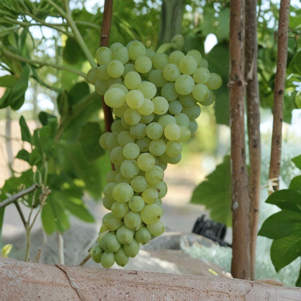 Seedless Grape Vine Plant – 10 Inch Rooted Cutting With Pot | Sweet Green Grapes | Live Fruit Plant | Ready to Plant