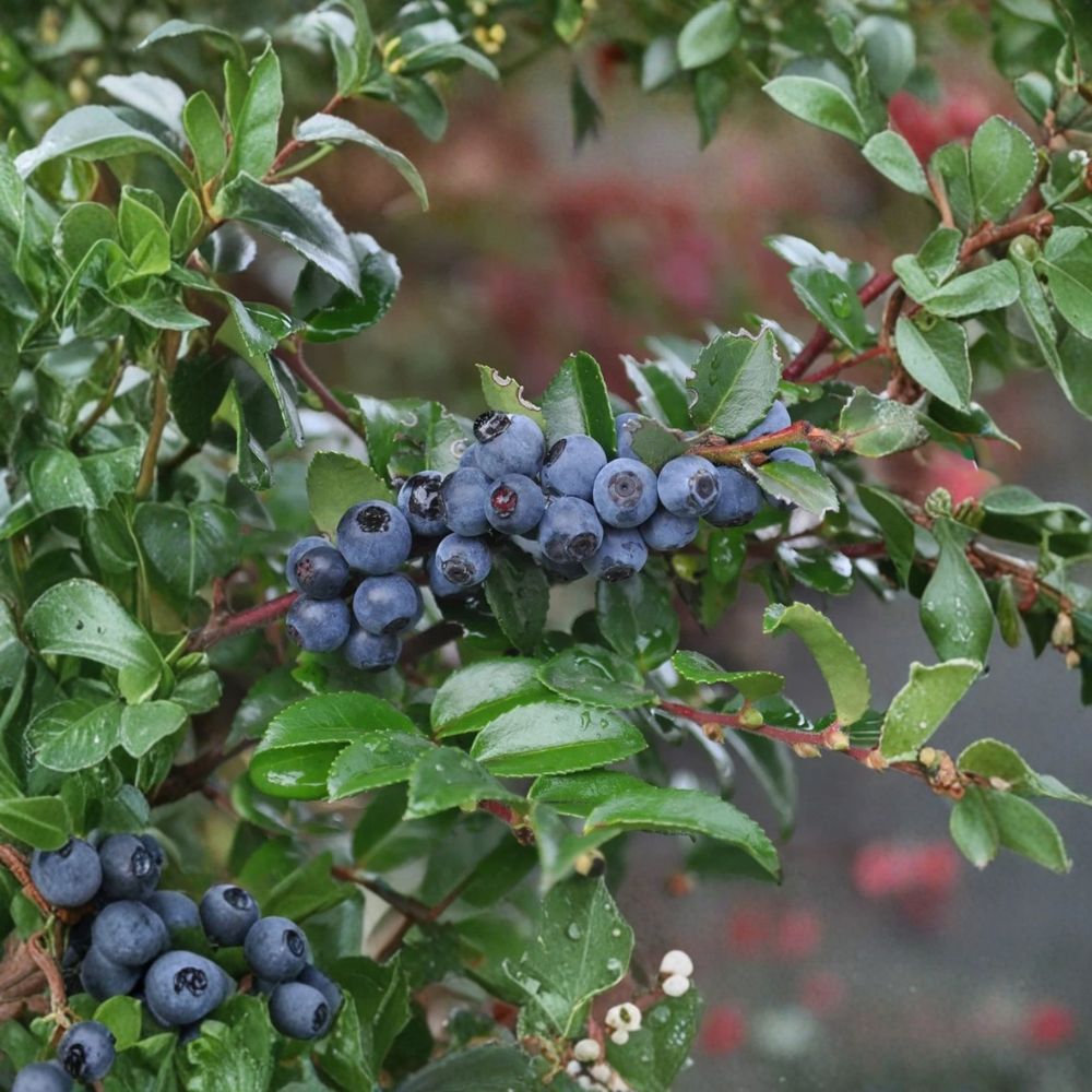 Evergreen Huckleberry Plant – Vaccinium ovatum Live Berry Shrub | 10–18 Inches Tall | 5 Inch Pot | Native Edible Berry Bush