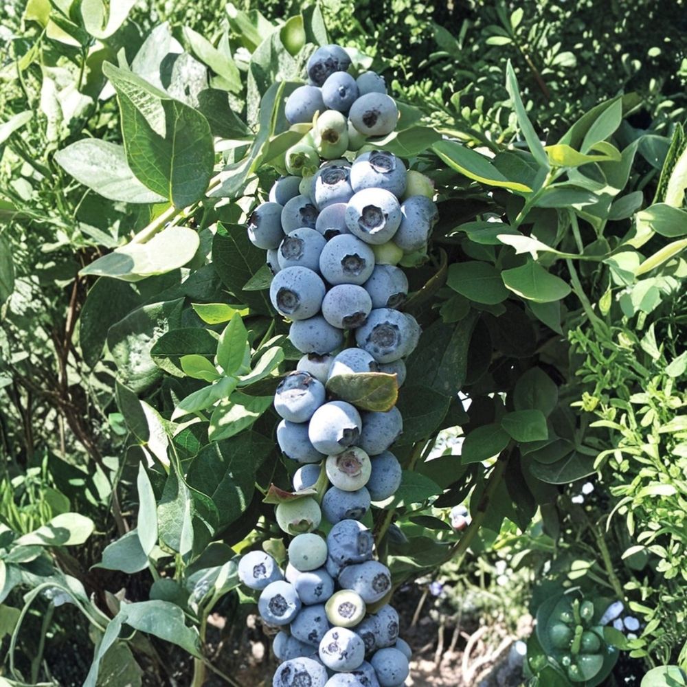 Emerald Blueberry Plants – Vaccinium corymbosum Live Set of 4 | 3–5 Inches Tall | Southern Highbush Starter Plants | Sweet Fruit Bush