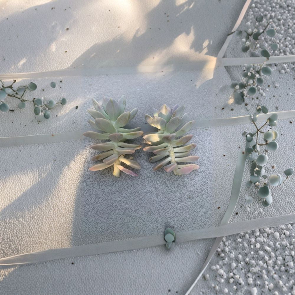 Ghost Plant Cuttings – 2 Echeveria Graptopetalum Succulent Cuttings | Easy Propagation Succulent | Drought Tolerant Indoor Plant