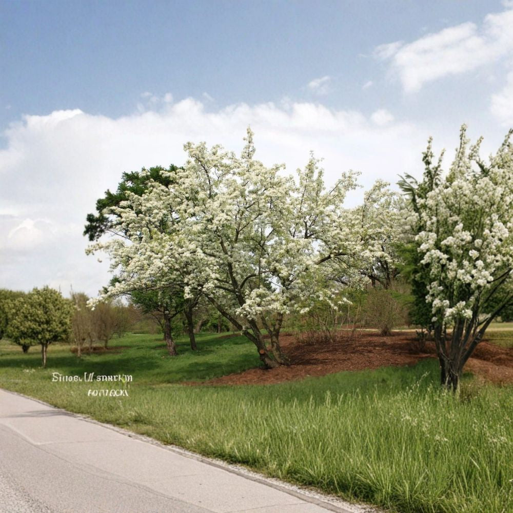 Dusky Pear Tree – Pyrus spp. 8 Fresh Seeds | Perennial Fruit Tree | Home Orchard Starter Sweet Fruit | Outdoor Planting | Easy to Grow