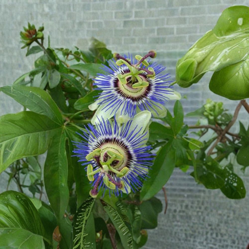 Blue Crown Passion Flower – Passiflora caerulea Live Starter Plant | 2–6 Inch Rooted Vine | Hardy Climbing Flower | Butterfly Garden Plant | Easy to Grow