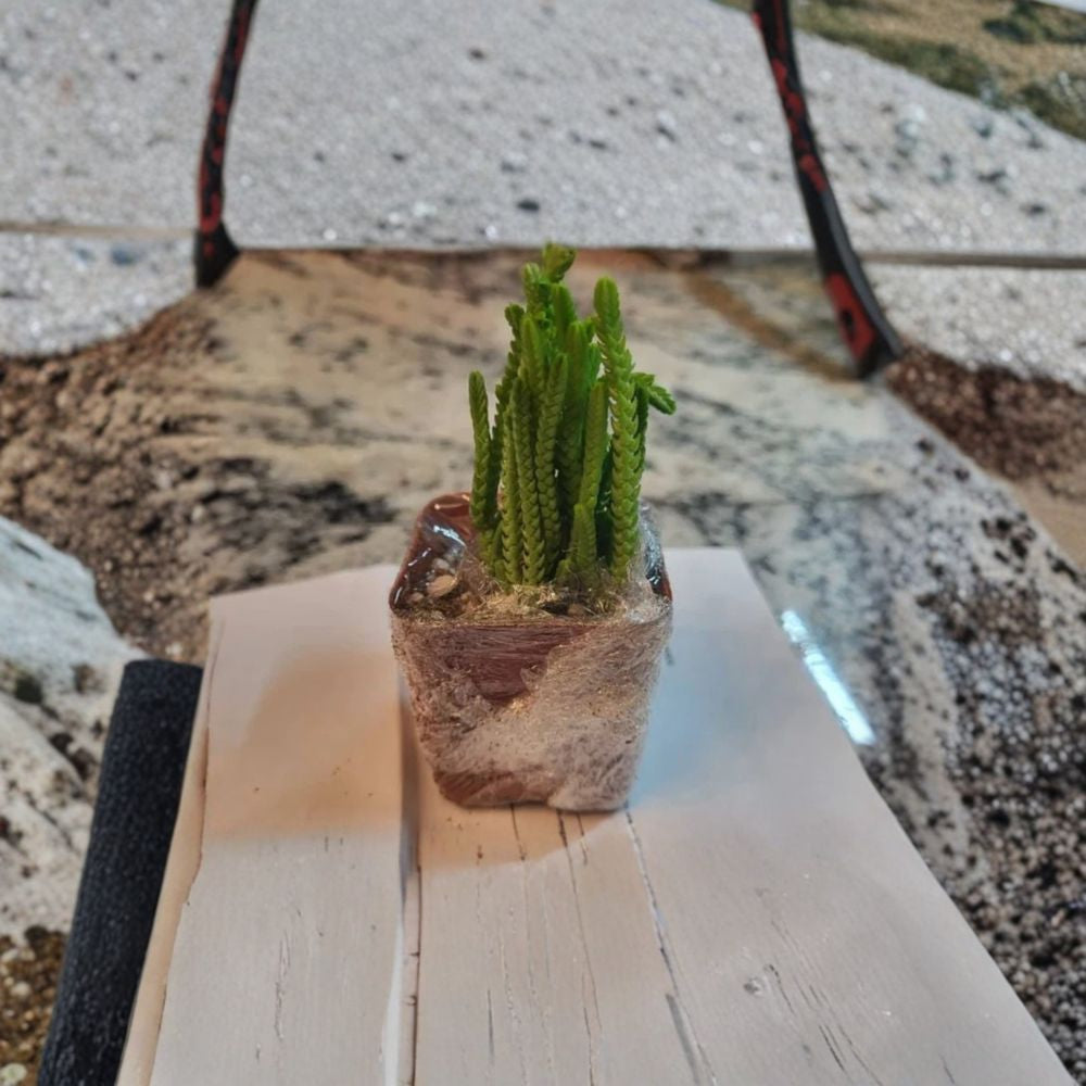 Giant Watch Chain Succulent – Live Plant in 2” Pot | Crassula muscosa | Princess Pine Mini Succulent
