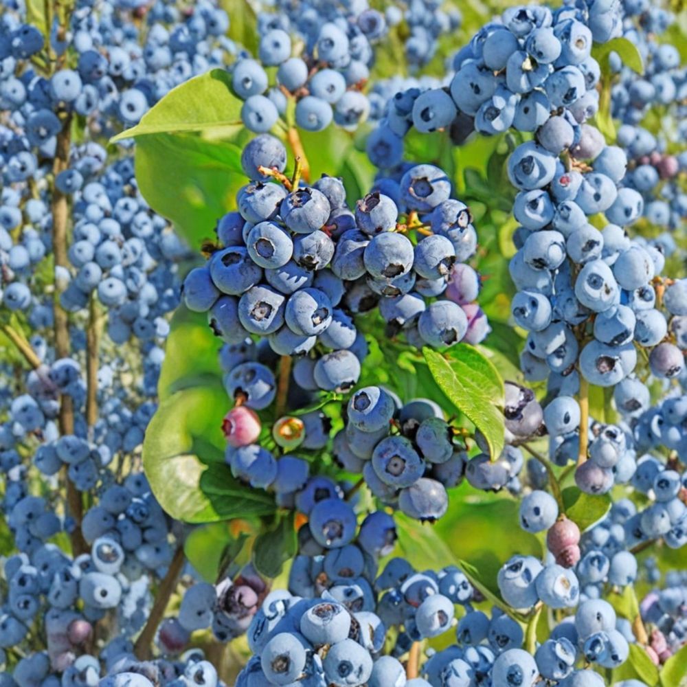 Duke Blueberry Plant – Vaccinium corymbosum Live Plant | 1 Gallon Pot | Northern Highbush Early Season Berry Bush | Hardy Fruit Plant
