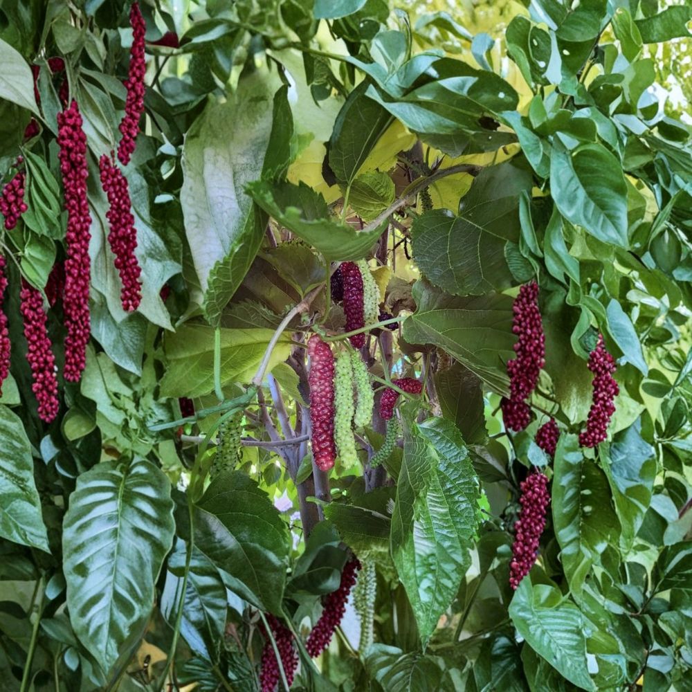 Pakistan Mulberry Plants – Morus nigra Live Starter Set | 2 Plants 6–8 Inches Tall | Sweet Berry Fruit Tree | Backyard Orchard Starter | Ready to Plant