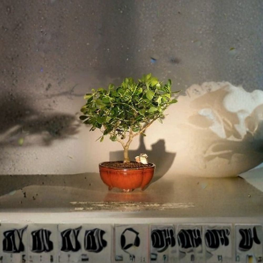Flowering Bonsai Tree – Clusia Rosea Nana Live Plant | 17 Inches Tall | Tropical Dwarf Bonsai | Indoor or Patio Plant | Decorative Mini Tree