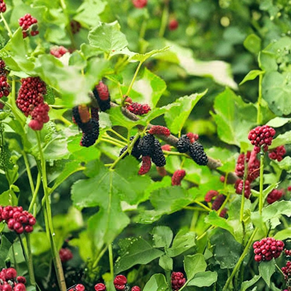 Illinois Everbearing Mulberry – Morus alba x rubra Live Starter Plant | 6–8 Inch Plug | Sweet Berry Fruit Tree | Backyard Orchard Favorite | Easy to Grow