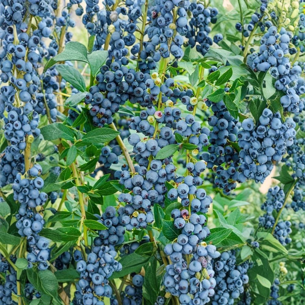 Windsor Blueberry Plant – Vaccinium corymbosum Starter Plug | 3–6 Inches Tall | Bare Root Southern Highbush Berry Bush