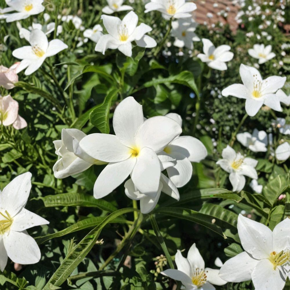 White Plumeria Cuttings – Frangipani Unrooted (4 Pack) | 8–12 Inch Fresh Cuttings | Tropical Flower Plant | Fragrant Garden Favorite