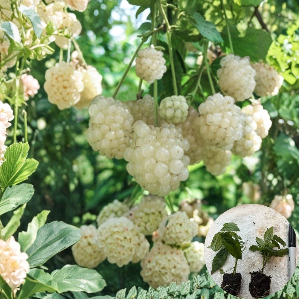 Snowbank White Blackberry Plant – Rubus ‘Snowbank’ Live Berry Plant | Rare White Fruit Variety | Sweet Unique Berries | Bare Root Garden Plant