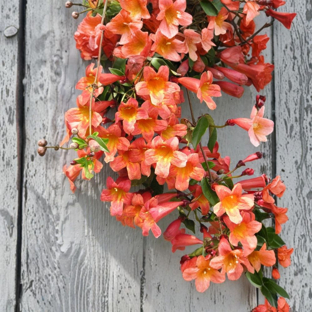 Tangerine Beauty Crossvine – Bignonia Capreolata Live Plant | Rooted Starter in Pot | Hummingbird & Butterfly Vine | Fast Growing Climber