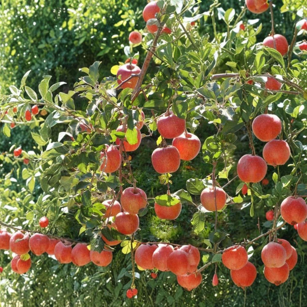Gala Apple Tree – Malus domestica Live Grafted Plant | 3 Feet Tall | 1 Gallon Pot Fruit Tree | Sweet Orchard Apple