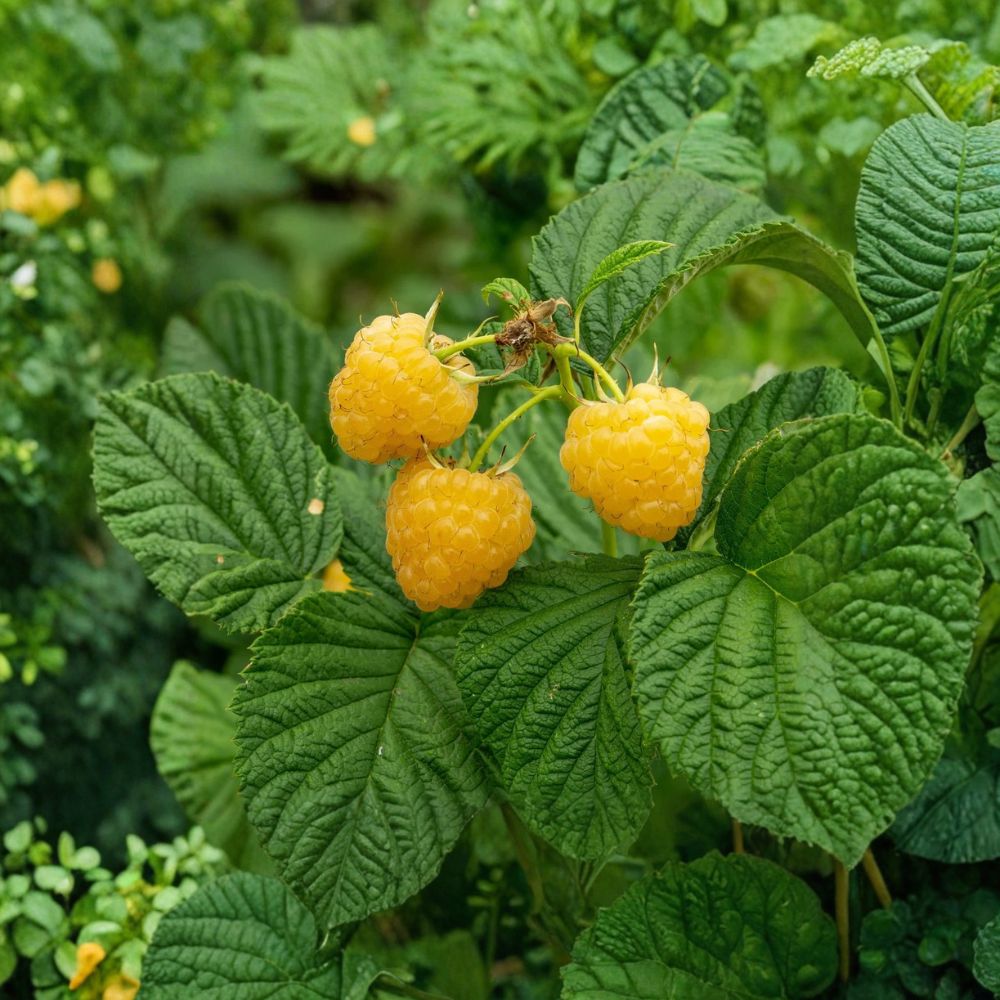 Fall Gold Raspberry Plants – Rubus idaeus ‘Fall Gold’ Starter Plugs | Set of 3 | Sweet Golden Yellow Berries | Bare Root Raspberry Plants | Easy Garden Fruit