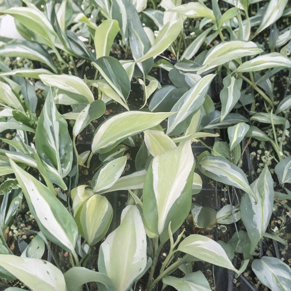 Listing for 1 pot (2 inches) size of rooted cutting Philodendron Silver Stripe. This is very stunning looking indoor houseplant. Each pot comes with 1 rooted cuttings (2-3 leaves as shown in pictures.