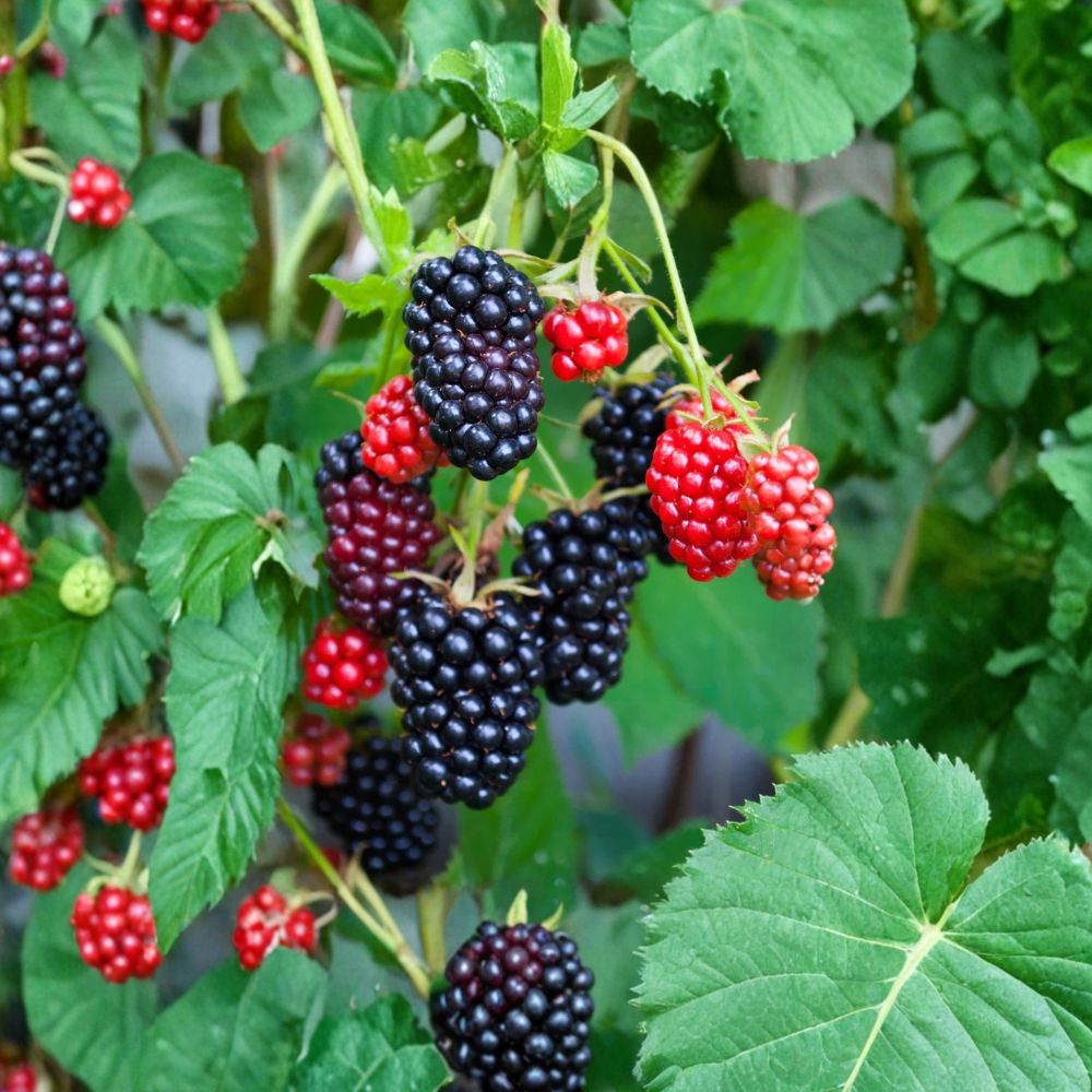 Apache Thornless Blackberry Plant – Rubus fruticosus Starter Plug | Large Sweet Berries | Upright High-Yield Variety | Bare Root Berry Plant | Easy Garden Fruit