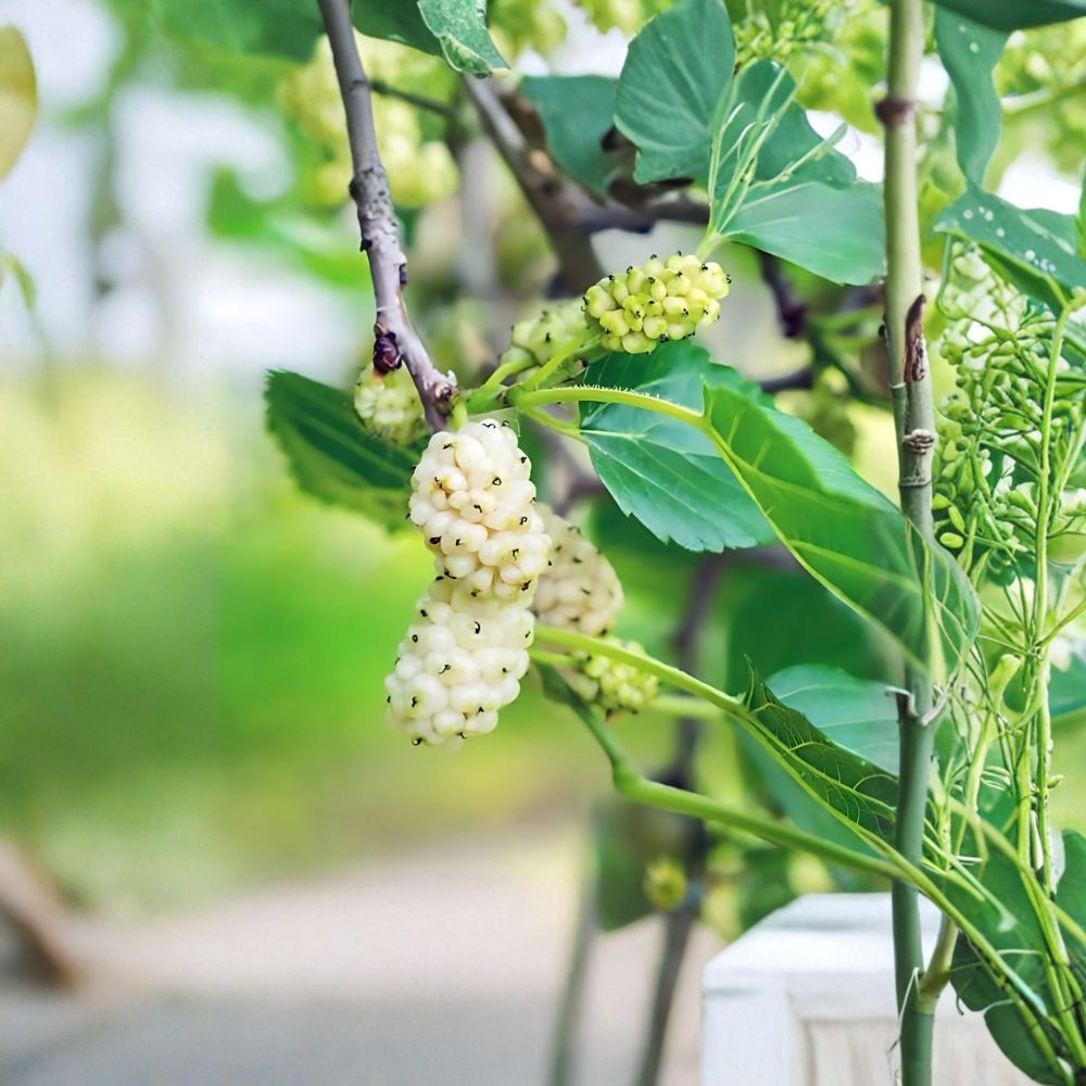 White Mulberry Trees – Morus alba Live Plants | Set of 2 Fruit Trees 18 Inches Tall | Fast Growing Sweet Berry Tree | Backyard Orchard Starter | Ready to Plant