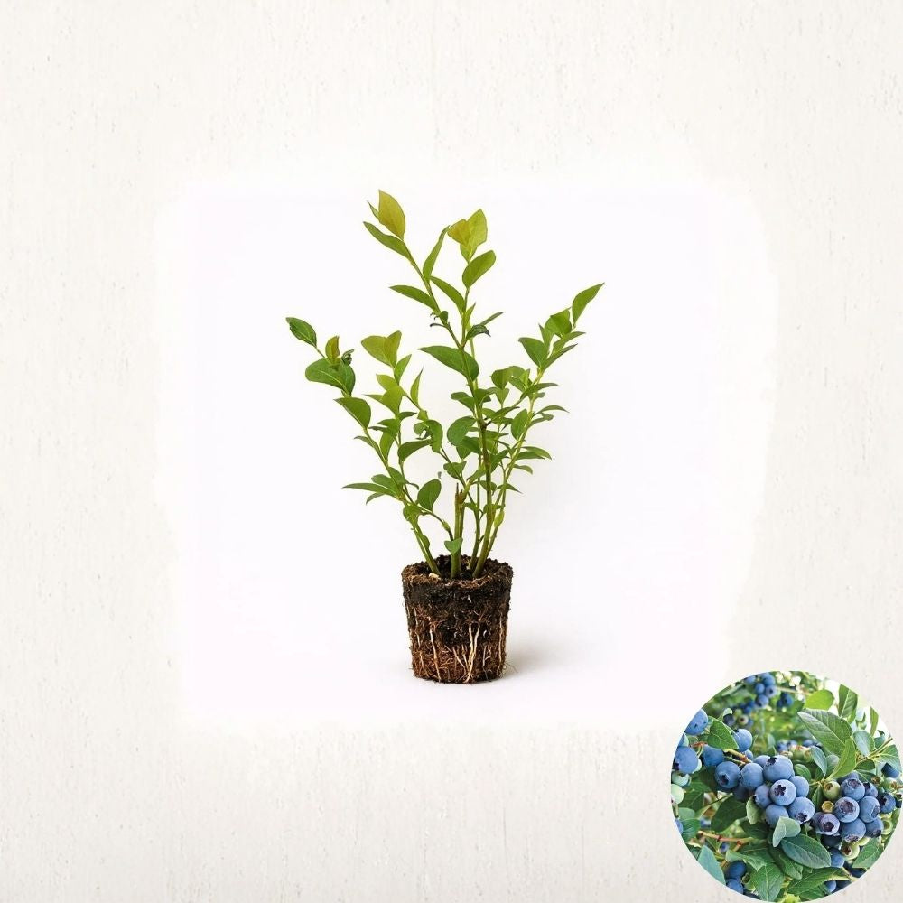 O’Neal Blueberry Plants – Vaccinium corymbosum Live Starter Plugs | 2 Pack Southern Highbush | Early Season Berry Bush