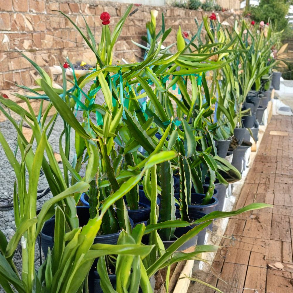 Dragon Fruit Cuttings – 3+ Pitaya Cuttings 8–10 Inch | Self Pollinating White Flesh Variety | Fast Growing Cactus