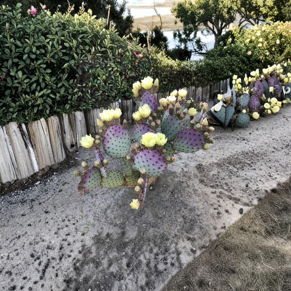 Santa Rita Purple Prickly Pear – Opuntia ‘Santa Rita’ Live Cactus Pads | 3 Pad Bundle | Vibrant Purple Color Cold & Heat Tolerant | Striking Landscape Plant | Easy to Root