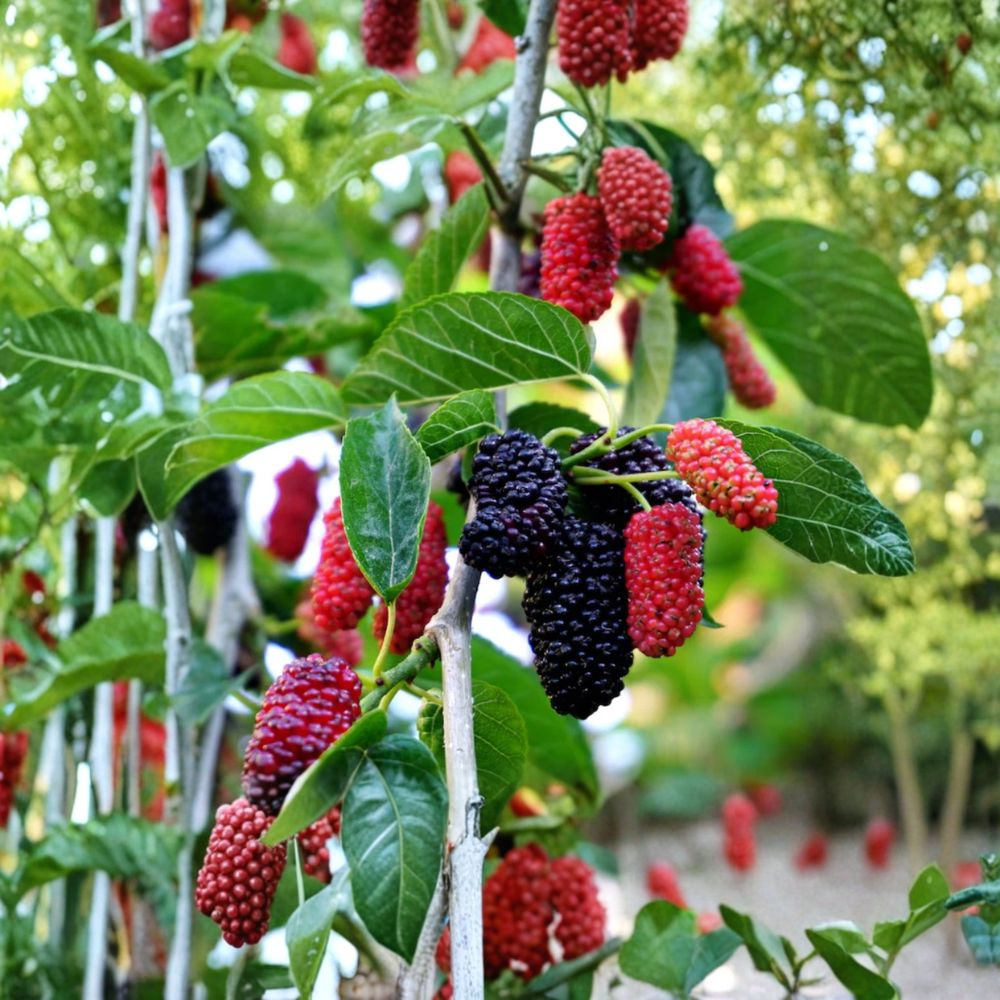 Everbearing Mulberry Tree – Morus alba Live Plant | 3–4 Ft Tall | 3 Gallon Pot Fruit Tree | Sweet Berry Tree | Patio & Backyard Orchard Friendly