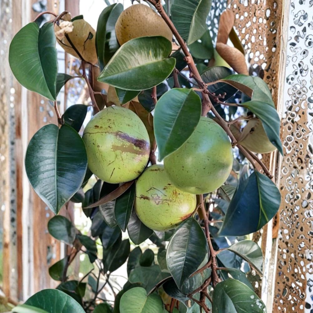 Caimito Star Apple – Chrysophyllum cainito Seeds | 15 Seeds | Tropical Exotic Fruit Tree | Green Star Apple | Home Garden Growing