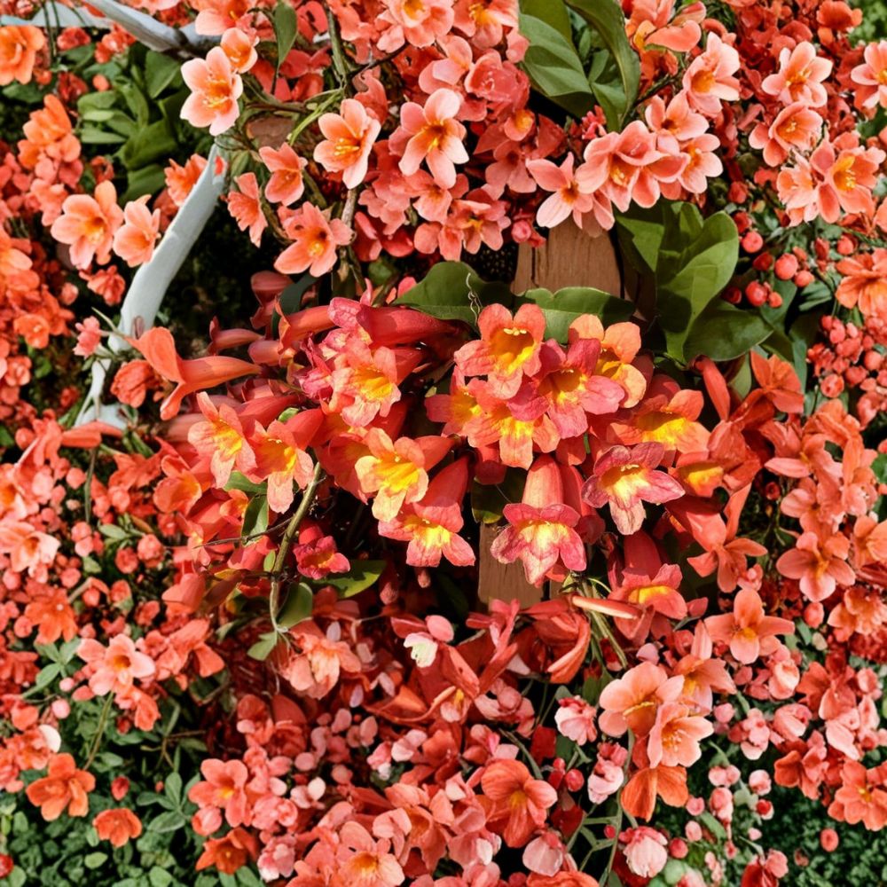 Bignonia ‘Tangerine Beauty’ Crossvine – Live Rooted Starter Plant | Ships in Pot | Hummingbird & Butterfly Vine | Fast Growing Climbing Plant | Easy to Grow